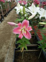 [4502 PO90 LUN 4334 No01.JPG]